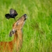 Doe and red winged blackbird 
