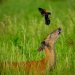 Doe and redwing blackbird 