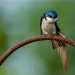 Tree Swallow stretches his wings
