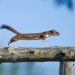 Stoat flies while chasing a chipmunk