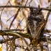Great Horned Owl 