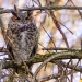 Great Horned Owl 