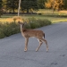 Deer on the road!