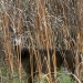 White tail deer in reeds.