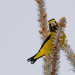 Evening Grosbeak 
