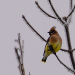 Cedar Waxwing on a frosty foggy morning 