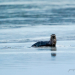River Otter 