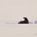 Otter emerges from snow covered ice on Black Lake