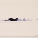 Otter emerges from snow covered ice on Black Lake