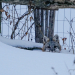 Gray Fox peeks up through the snow 