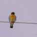 Female American Kestrel 