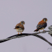 American Kestrel Pair 