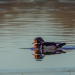 Wood Duck on Black Lake at Sunrise