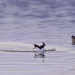 Bufflehead Duck mating ritual 