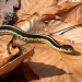 garter snake on leaves