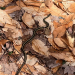 garter snake moving across leaves