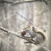 Picture of red squirrel with pinecone in mouth