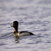 Ring Necked Duck