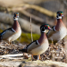 Wood Duck Drakes 