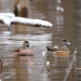 American Wigeon Pair Black Lake