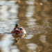 Wood Duck Reflection 