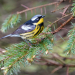 Magnolia Warbler 
