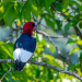 Red Headed Woodpecker in plum tree 
