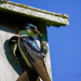 Insects are bird food 