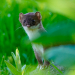 Stoat in the grass 