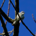 Cerulean Warbler Sighting on Black Lake 