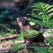 Curious Mink 