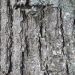 Moth against tree bark