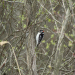 A downy woodpecker perches on the side of a branch.