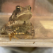 toad