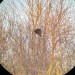 During a bird-watching walk we encountered this porcupine up in a grove of small trees, munching away.