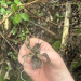Small Crayfish against Forested Ground