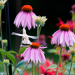 Leucistic ruby throated hummingbird 