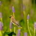 Cedar Waxwing on pickerel weed 