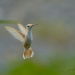 Leucistic Ruby Throated Hummingbird 