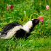 This young skunk could not resist stopping to smell the flowers 