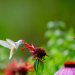 Rare White Hummingbird sipping nectar from monarda