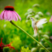White Hummingbird with purple coneflower 