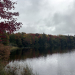Image of trees displaying early fall foliage at the edge of a pond