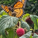Butterflies and Raspberries 