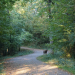 A doe stands on the side of the Remington Trail pathway. 