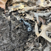 A black and grey salamander is revealed from under a rock.