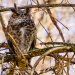 Great Horned Owl 