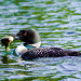 Loon with breakfast 