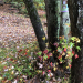 Fairy house hidden among trees