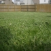 A mowed lawn, with focus on the cut grass in the foreground.